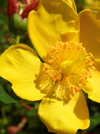 Hypericum flowers growing in a British garden.の写真素材