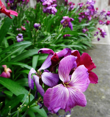 Flowers growing in a British garden.の写真素材