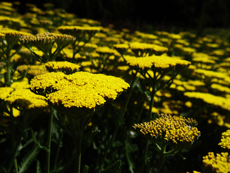 Flowers growing in a British garden.の写真素材