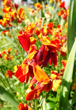 Flowers growing in a British garden.の写真素材