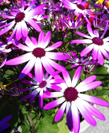 Purple flowers growing in a British garden.の写真素材