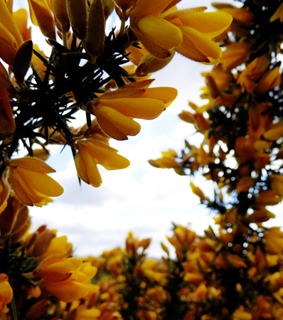 Gorse, a well known British wildflower growing.の写真素材