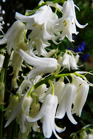 Flowers growing in a British garden.の写真素材