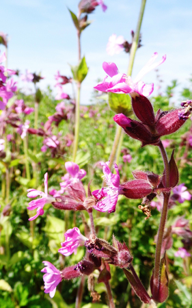 Flowers growing in a British garden.の写真素材