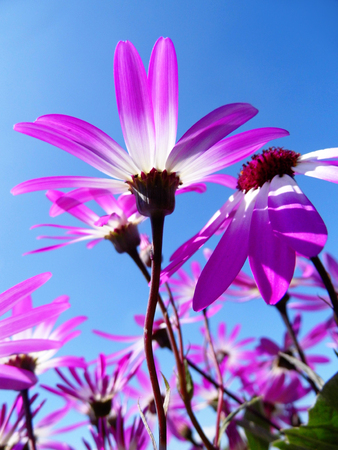 Purple flowers growing in a British garden.の写真素材