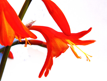 Montbretia flowers growing in a British garden.の写真素材