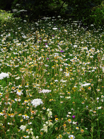 British wildflowers growing.の写真素材