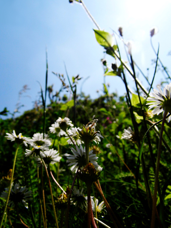 Flowers growing in a British garden.の写真素材