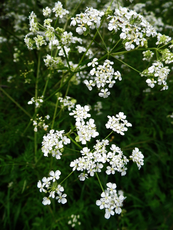 British wildflowers growing.の写真素材