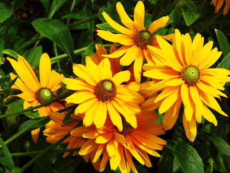 Flowers growing in a British garden.の写真素材