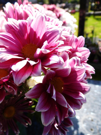 Flowers growing in a British garden.の写真素材