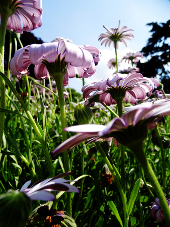 Flowers growing in a British garden.の写真素材