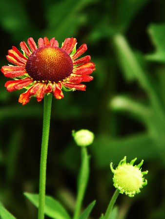 Flowers growing in a British garden.の写真素材