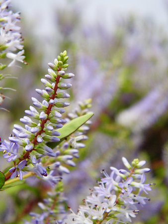 Flowers growing in a British garden.の写真素材