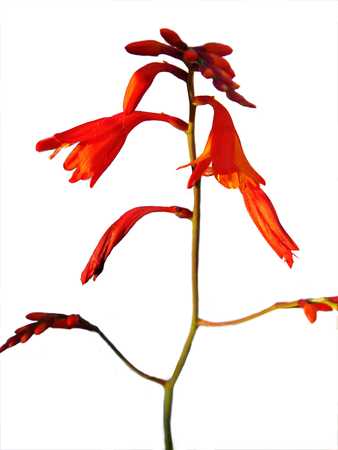 Montbretia flowers growing in a British garden.の写真素材