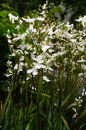 Flowers growing in a British garden.の写真素材