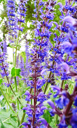 Flowers growing in a British garden.の写真素材