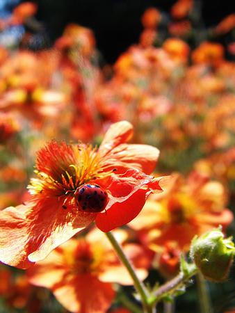 Flowers growing in a British garden.の写真素材