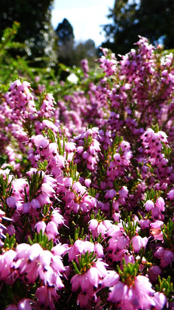 Heather, a well known British wildflower growing on a UK heath.の写真素材