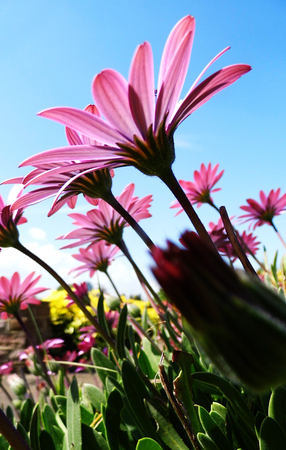 Pink flowers growing in a British garden.の写真素材