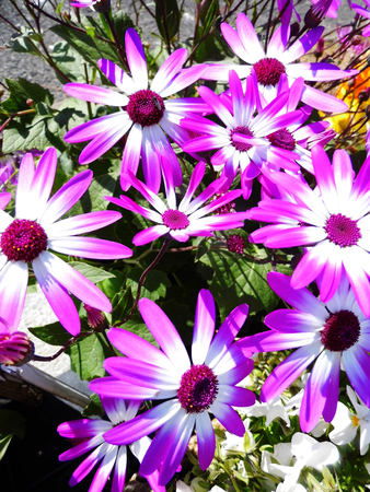 Purple flowers growing in a British garden.の写真素材