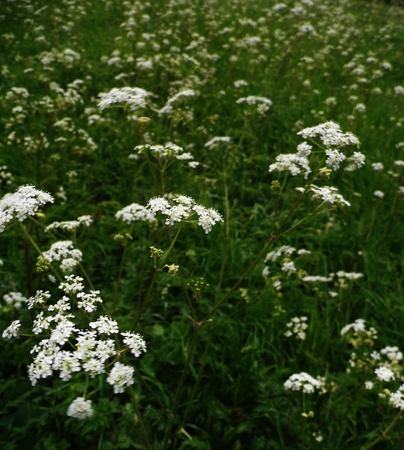British wildflowers growing.の写真素材