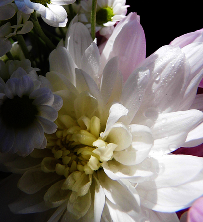 White flowers growing in a British garden.の写真素材