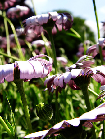 Flowers growing in a British garden.の写真素材