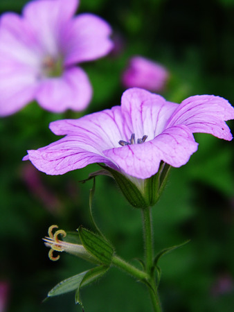 Pink flowers growing in a British garden.の写真素材