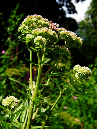 Flowers growing in a British garden.の写真素材