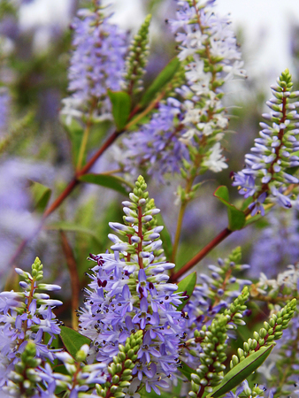 Flowers growing in a British garden.の写真素材