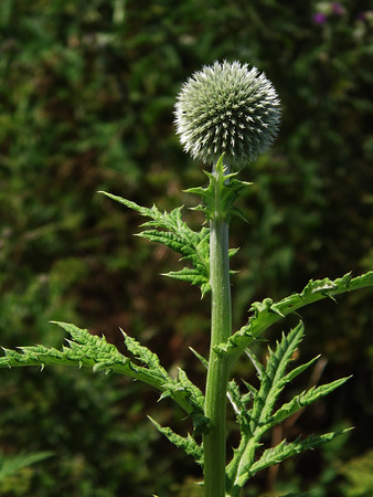 British wildflowers growing.