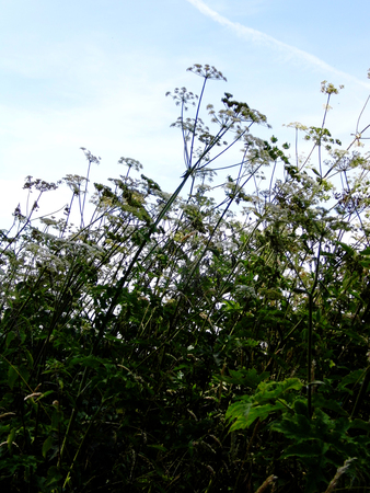 British wildflowers growing.の写真素材