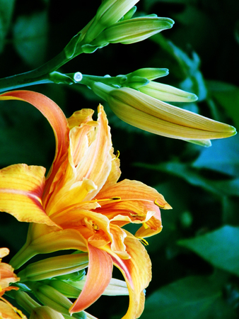 Flowers growing in a British garden.の写真素材