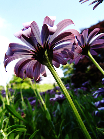 Flowers growing in a British garden.の写真素材