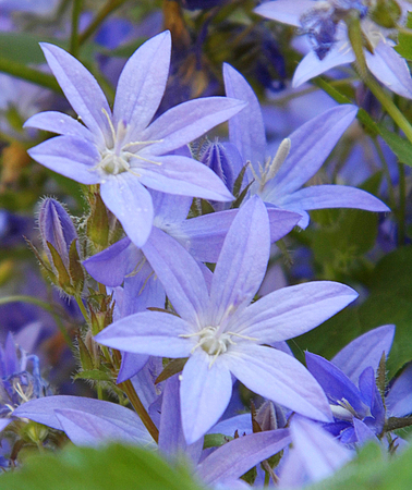 Blue flowers growing in a British garden.の写真素材