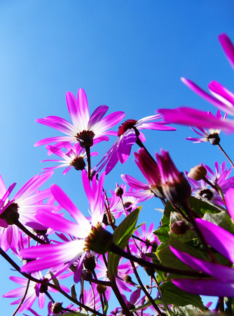 Purple flowers growing in a British garden.の写真素材