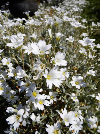 White flowers growing in a British garden.の写真素材