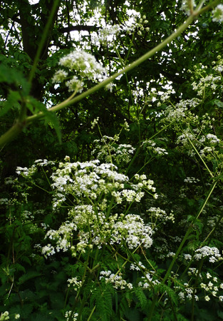 British wildflowers growing.の写真素材