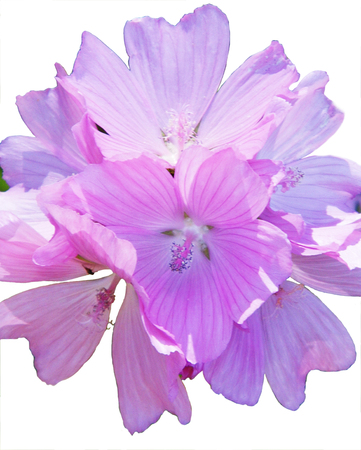 Flowers growing in a British garden, isolated against a white background.の写真素材
