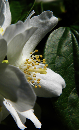 White flowers growing in a British garden.の写真素材