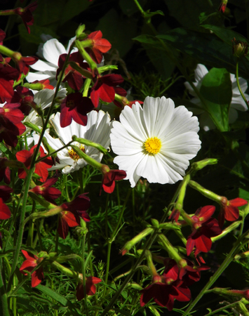 Flowers growing in a British garden.の写真素材