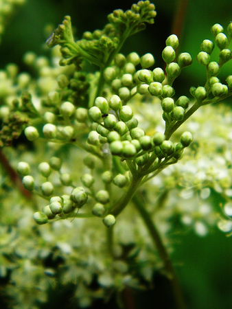 Flowers growing in a British garden.の写真素材