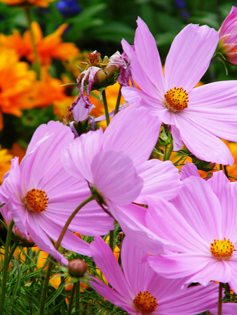 Pink flowers growing in a British garden.の写真素材