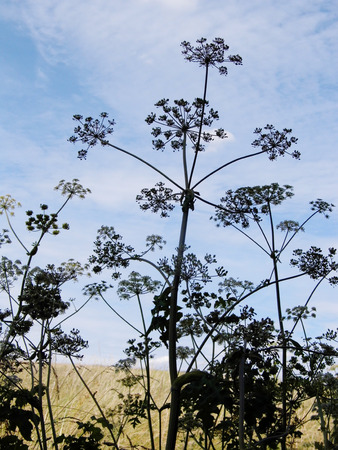 British wildflowers growing.の写真素材