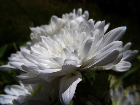 White flowers growing in a British garden.の写真素材