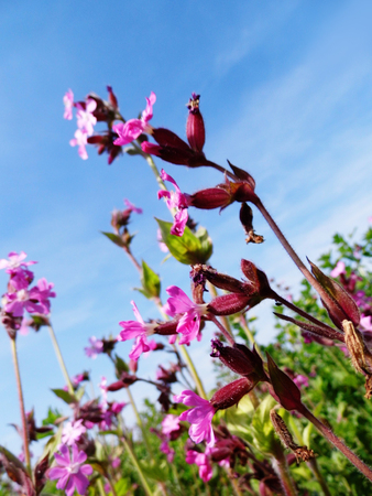 Flowers growing in a British garden.の写真素材