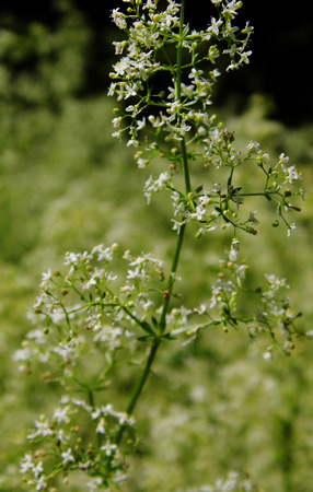 British wildflowers growing.の写真素材