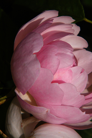 Pink flowers growing in a British garden.の写真素材