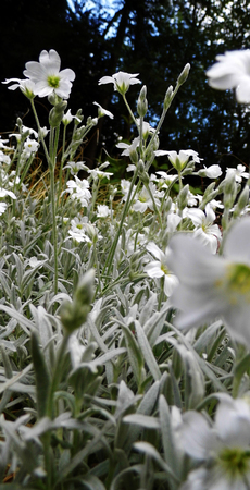 White flowers growing in a British garden.の写真素材